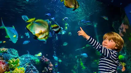 Ein Kind im gestreiften Hemd zeigt in einem Aquarium auf Fische. Korallen und blaues Wasser bilden den Hintergrund.