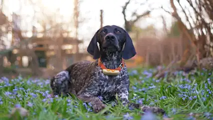 Ein brauner Hund mit Flecken liegt im Gras mit blauen Blumen. Er trägt ein oranges Halsband mit Anhänger.