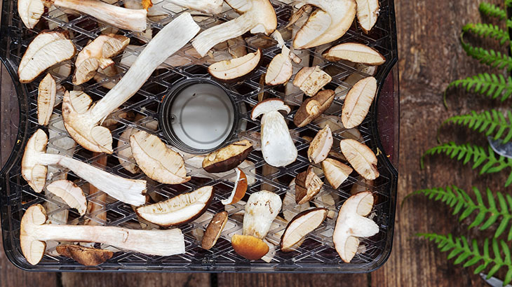 Świeżo zebrane grzyby suszone na świeżym powietrzu. Z boku zielone liści paproci.