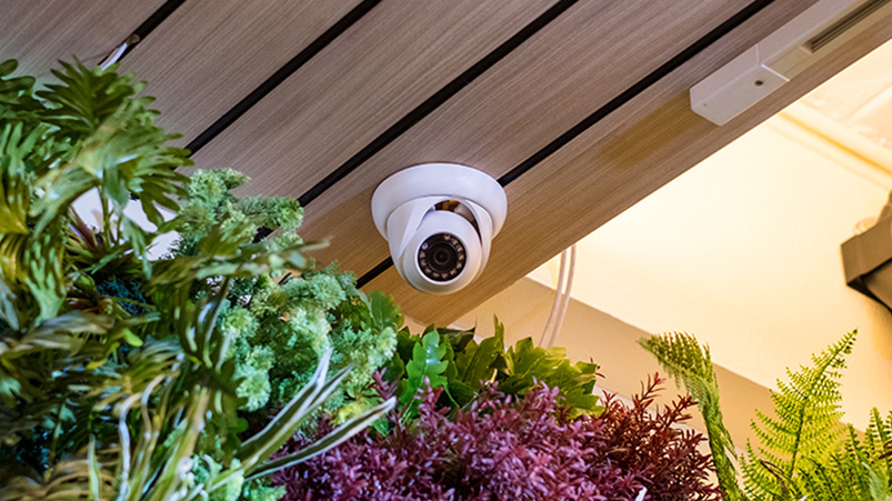 Kamera monitoringu na suficie z drewnianych paneli, otoczona zielonymi i fioletowymi roślinami. Widoczny biały element oświetleniowy.