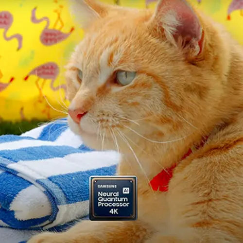 Zdjęcie rudego kota