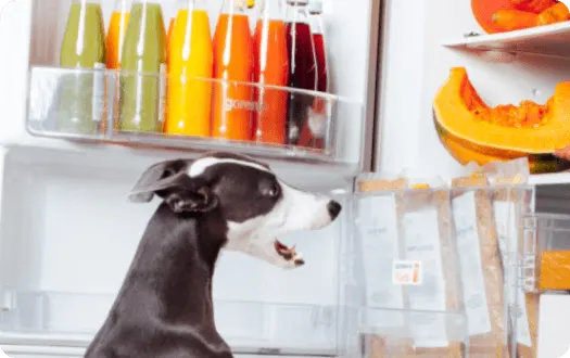 Pies patrzy do otwartej lodówki, w której widać butelki z sokami i kawałek dyni.