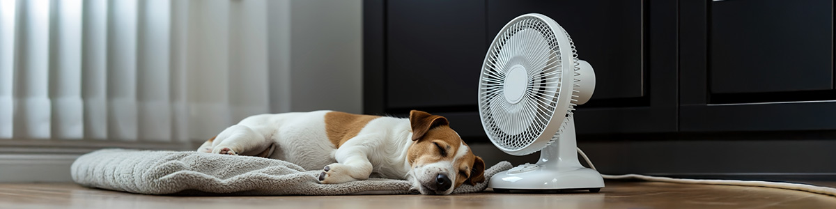 Mały pies śpi pod cichym wentylatorem wiatrakowym w sypialni, w tyle czarna komoda.