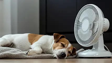 Mały pies śpi pod cichym wentylatorem wiatrakowym w sypialni, w tyle czarna komoda.