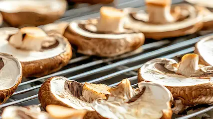 Suszone grzyby w suszarce. Plasterki grzybów mają brązowe kapelusze i krótkie łodygi.