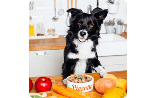 Na stole w kuchni, pies rasy border collie stoi za miską z napisem "Piesotto", obok jabłka, marchewki i ziemniaków.