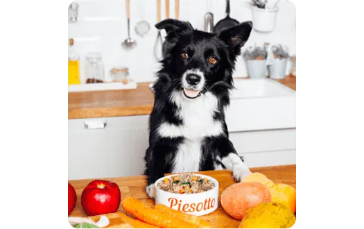 Na stole w kuchni, pies rasy border collie stoi za miską z napisem "Piesotto", obok jabłka, marchewki i ziemniaków.