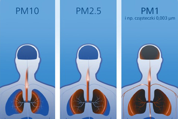 Schemat ludzkiego ciała pokazuje wpływ cząsteczek PM10, PM2.5 i PM1 na układ oddechowy. Płuca zmieniają kolor wraz ze zmniejszeniem rozmiaru cząsteczek.