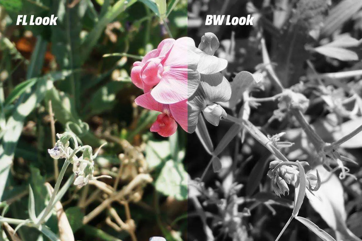 Blume, linke Bildhälfte im Creative Look FL (Film), rechte Hälfte im Look BW (Schwarzweiss).