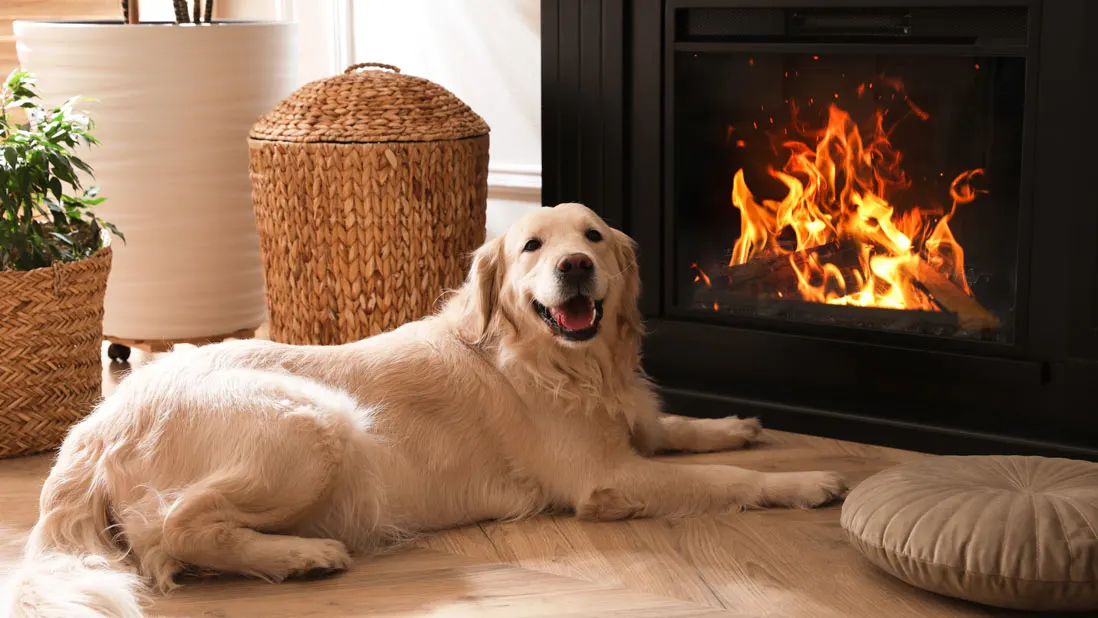 Un golden retriever devant une cheminée électrique
