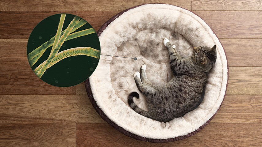Gatto tigrato dorme in una cuccia rotonda, con un ingrandimento di filamenti in alto a sinistra su un pavimento di legno.