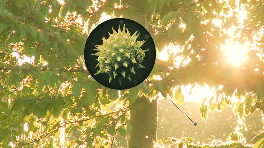Gros plan d'un grain de pollen vert hérissé d'épines, sur fond d'arbre et de soleil.