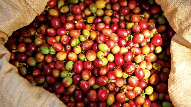 In einem Sack befinden sich rote, gelbe und grüne Kaffeekirschen.