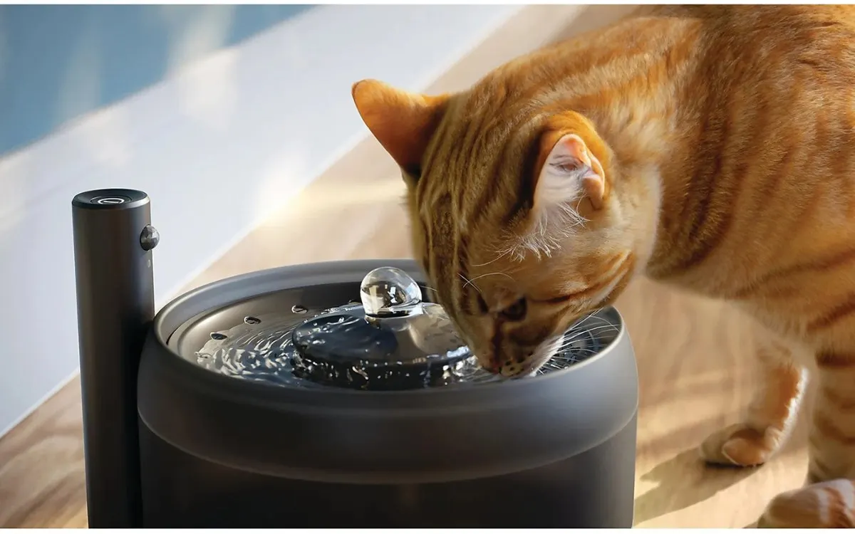 gatto che beve dalla fontanella