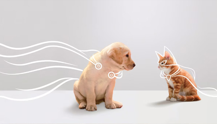 Cucciolo seduto guarda un gatto seduto, con linee bianche curve e forme che li circondano su sfondo bianco.