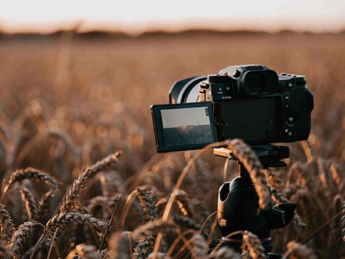 Una fotocamera nera su un treppiede in un campo di grano dorato. Lo schermo della fotocamera � acceso.