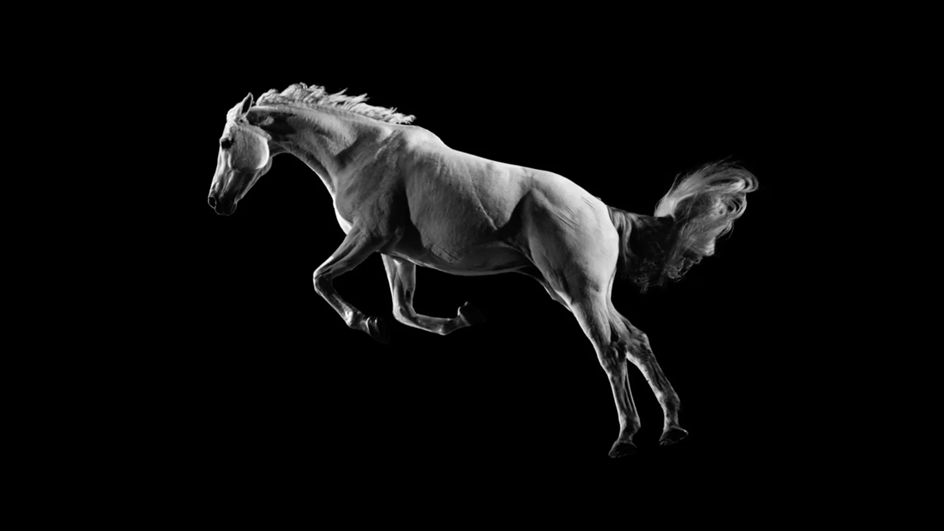 Un cavallo grigio chiaro salta su uno sfondo nero. L'animale ha la criniera folta e la coda fluente.