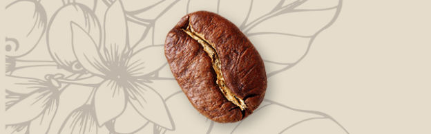 Chicco di caff� marrone su sfondo beige con motivo floreale stilizzato.