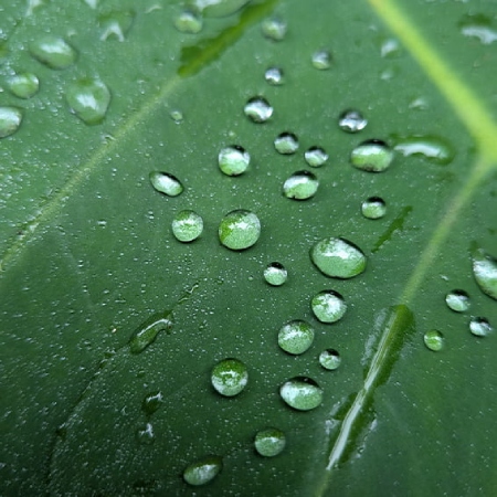 delle gocce di acqua su una foglia verde