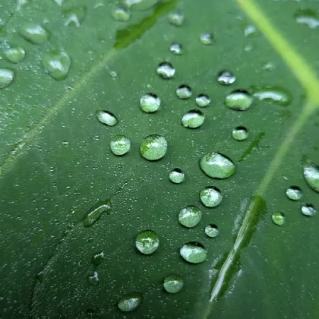 delle gocce di acqua su una foglia verde