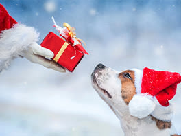 Per il tuoi amici animali