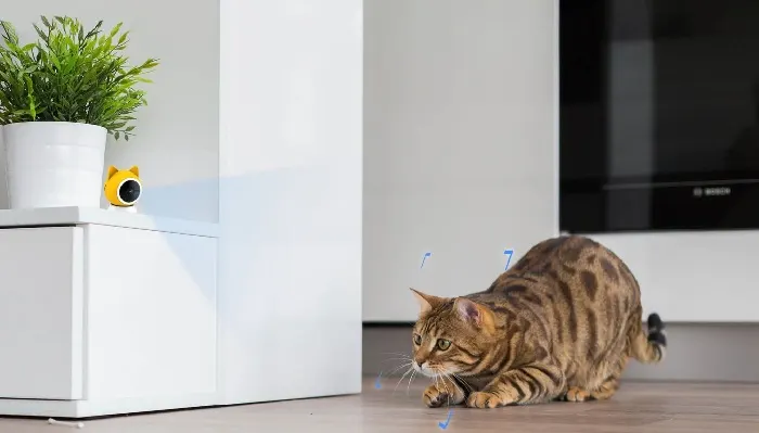 gattino che gioca in casa mentre e' filmato da una piccola videocamera a forma di gattino