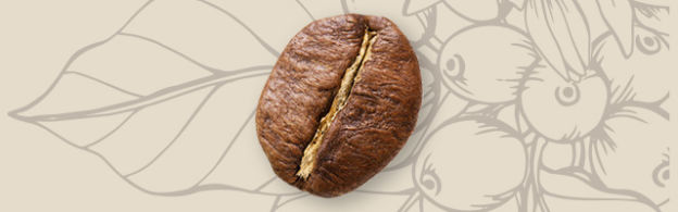 Primo piano di un chicco di caff� marrone su uno sfondo color crema con disegni di foglie e bacche di caff�.