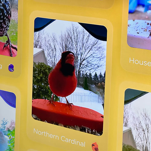 Un cardinale rosso su un alimentatore per uccelli su uno sfondo innevato. Alberi spogli sullo sfondo.