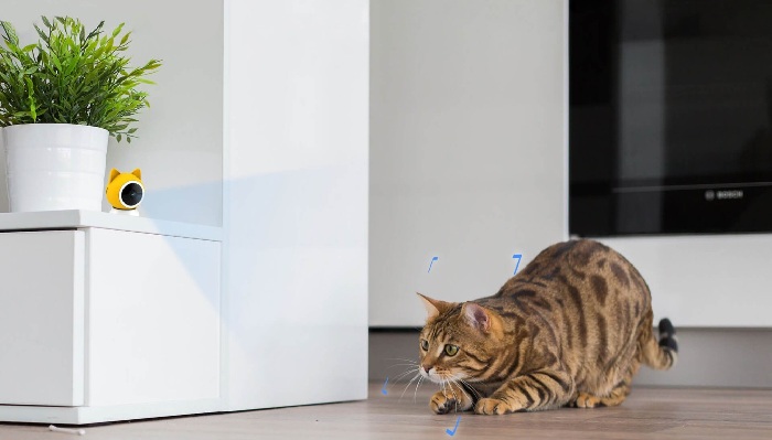 gatttino che gioca in casa e una PET cam che lo filma