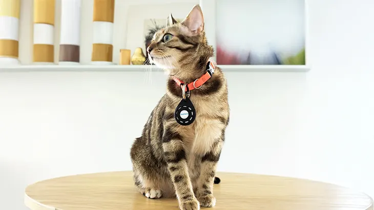 Un gatto tigrato seduto su un tavolo di legno chiaro indossa un collare arancione con un localizzatore GPS nero di forma circolare della Tractive. Il gatto guarda di lato in un ambiente interno luminoso e moderno.