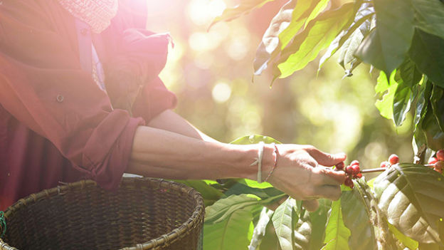 Raccolta di chicchi rossi di caff� da una pianta verde. Un cesto di vimini � in primo piano. Sole sullo sfondo.
