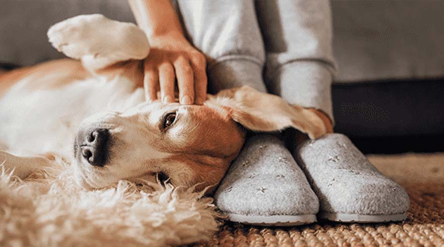 Een hond ligt op een vloerkleed en wordt geaaid. Naast de hond staan grijze pantoffels en iemand in een grijze broek.