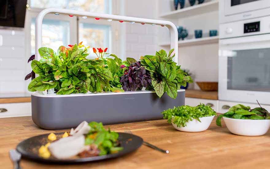 Een stijlvolle smart garden met groene basilicum, paarse sla en rode chilipepers op een houten aanrecht. Verse kruiden liggen in kommen naast een bord met eten.