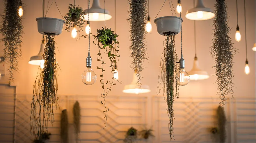 Hangende planten en gloeilampen aan het plafond, met witte lampenkappen en een gestreepte achtergrond.