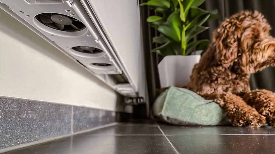 Een bruine hond zit op een groen kussen naast een plant en een witte verwarming op een donkere vloer.