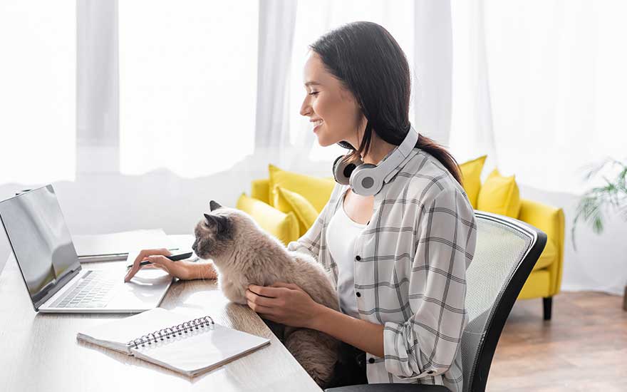 Een vrouw zit achter haar laptop in een lichte kamer met gele bank. Ze houdt een grijze kat op schoot terwijl ze werkt.