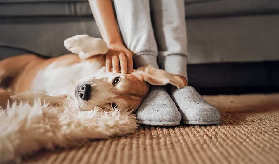 A relaxed dog lies on a rug against the feet of a person in grey joggers and slippers, while a gentle hand strokes its head on the floor.