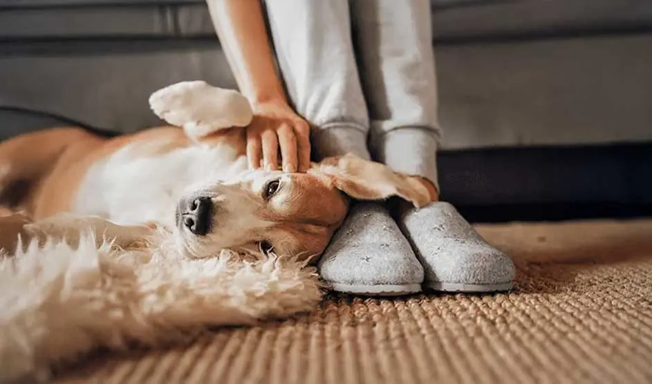 A relaxed dog lies on a rug against the feet of a person in grey joggers and slippers, while a gentle hand strokes its head on the floor.