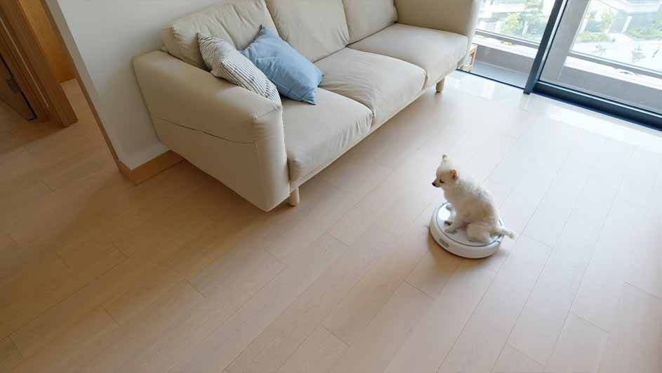 Een kleine hond zit op een robotstofzuiger naast een beige bank in een kamer met houten vloeren en een groot raam.