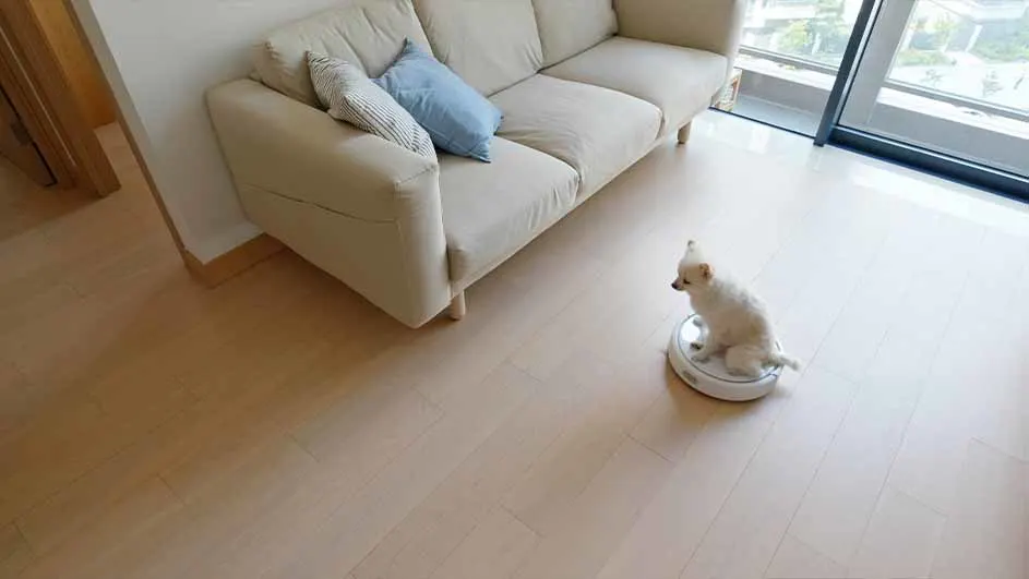 Een kleine hond zit op een robotstofzuiger naast een beige bank in een kamer met houten vloeren en een groot raam.