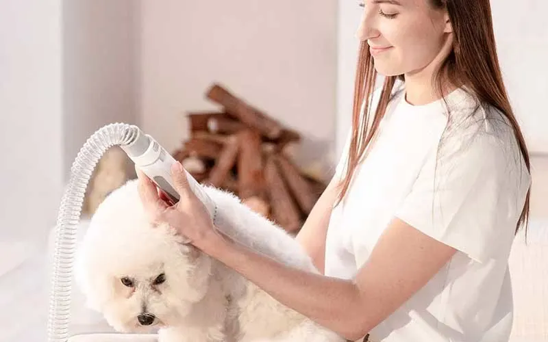 Vrouw droogt een kleine witte hond met een handzaam apparaat met slang.