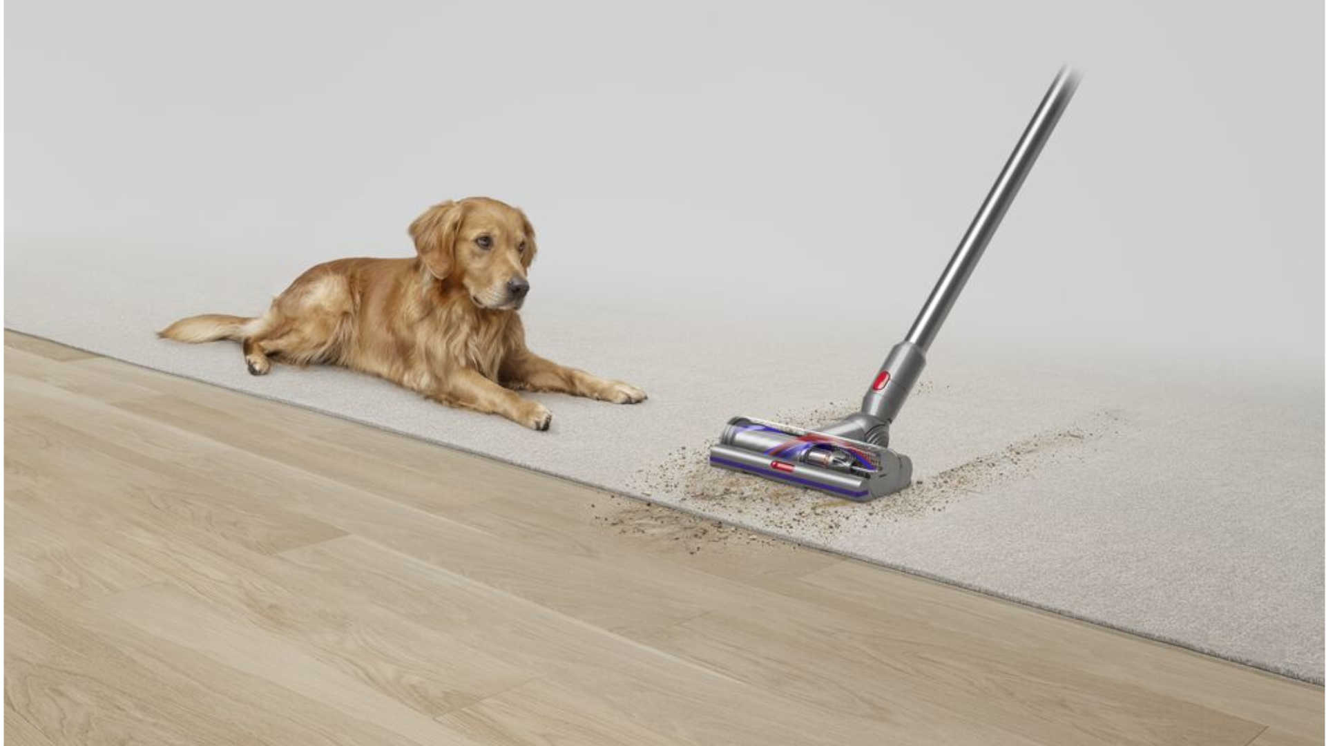 Een gouden retriever ligt naast een grijze stofzuiger op een grijs tapijt op een houten vloer.