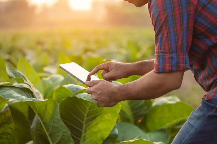 Een persoon in een geruit overhemd gebruikt een tablet tussen grote groene planten op een veld bij zonsondergang. Merkwaam is niet zichtbaar.
