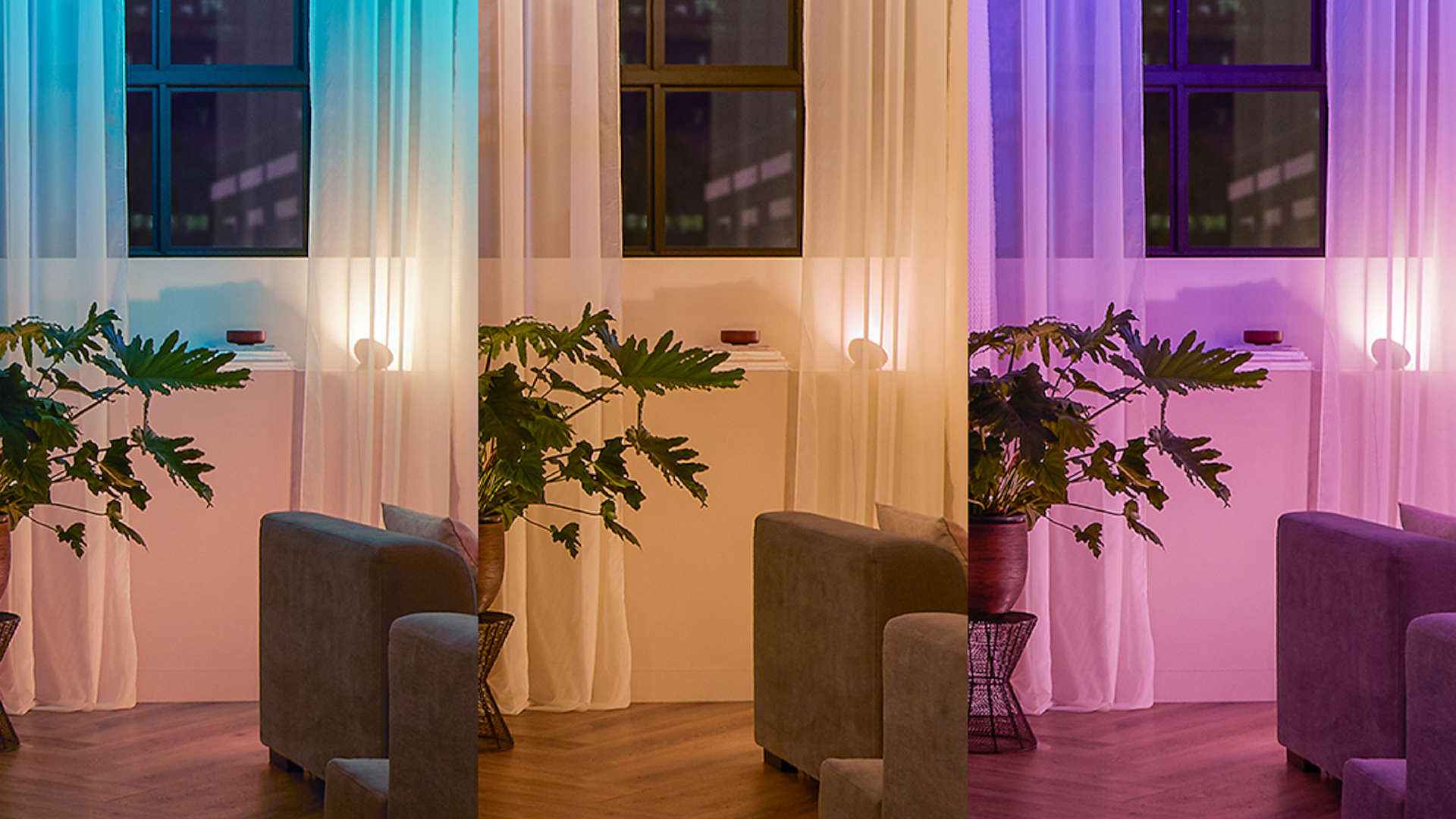 A room shows blue, orange, and purple light. Windows have light curtains. A green plant is in a brown pot. A sofa is in the room.