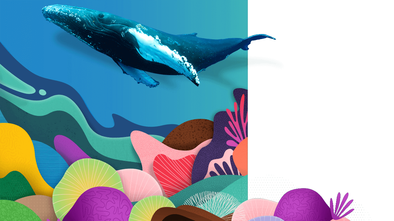 Een walvis zwemt boven een kleurrijk koraalrif met tinten blauw, groen, geel, roze, rood, bruin en paars.