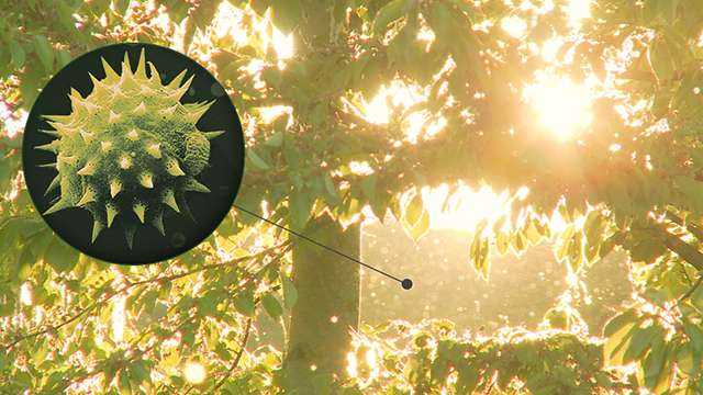 Pollenkorrel in close-up, met groene bladeren en zonlicht op de achtergrond. Een lijn verbindt de korrel met de boomstam.