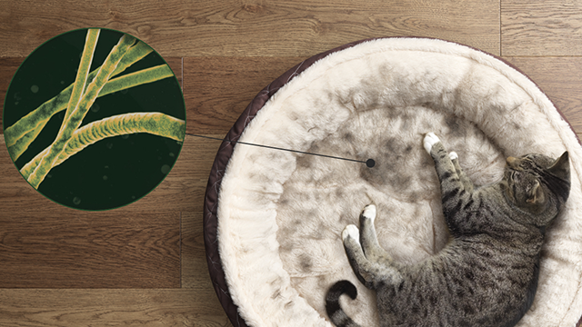 Een kat ligt in een rond, zacht kattenbed naast een groene cirkel met lange, vezelachtige vormen op een houten vloer.