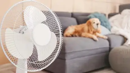 Een witte ventilator staat voor een grijze bank met een hond en kussens.