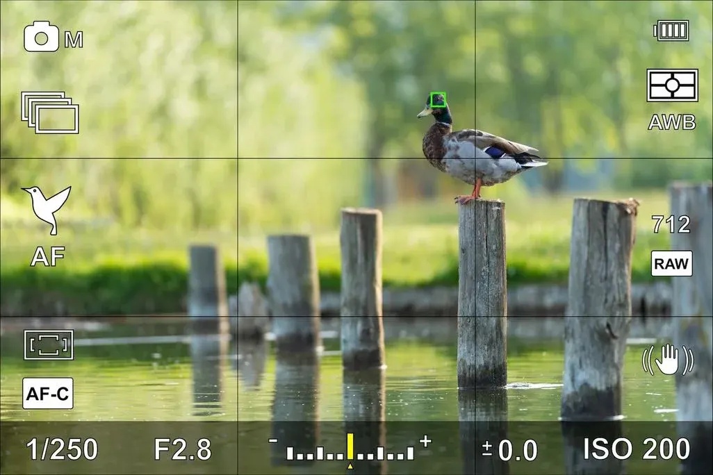 Eine Ente mit grünem Fokusfeld steht auf einem Holzpfahl in grünlichem Wasser. Hintergrund: verschwommene Pflanzen. Kamera-Anzeige überlagert.