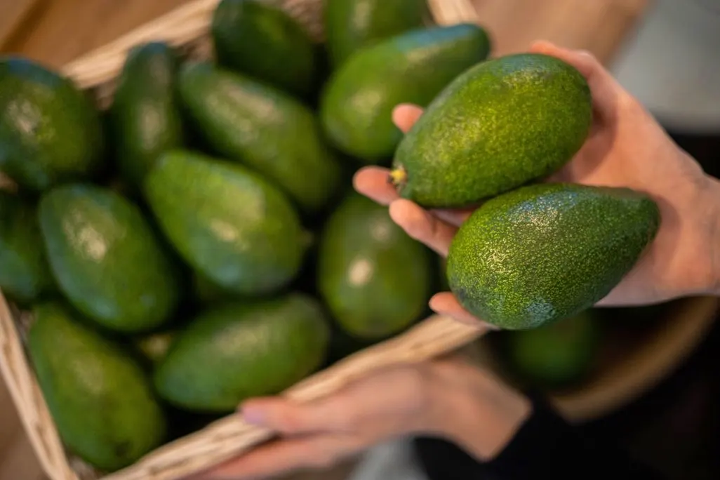 Hände halten zwei Avocados über einem Korb voller Avocados